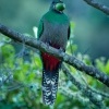 Kvesal chocholaty - Pharomachrus mocinno - Quetzal o3380